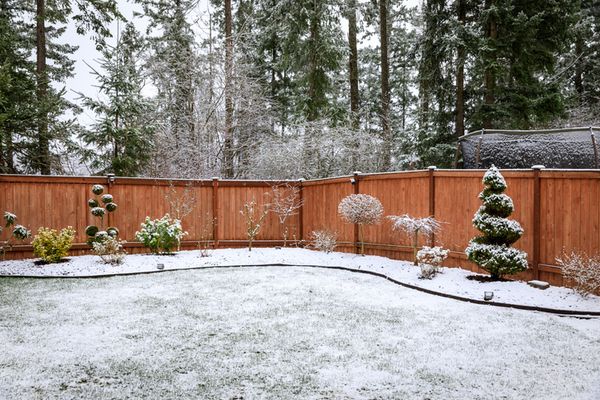 In an Anxious Winter, the Garden Still Offers Consolation